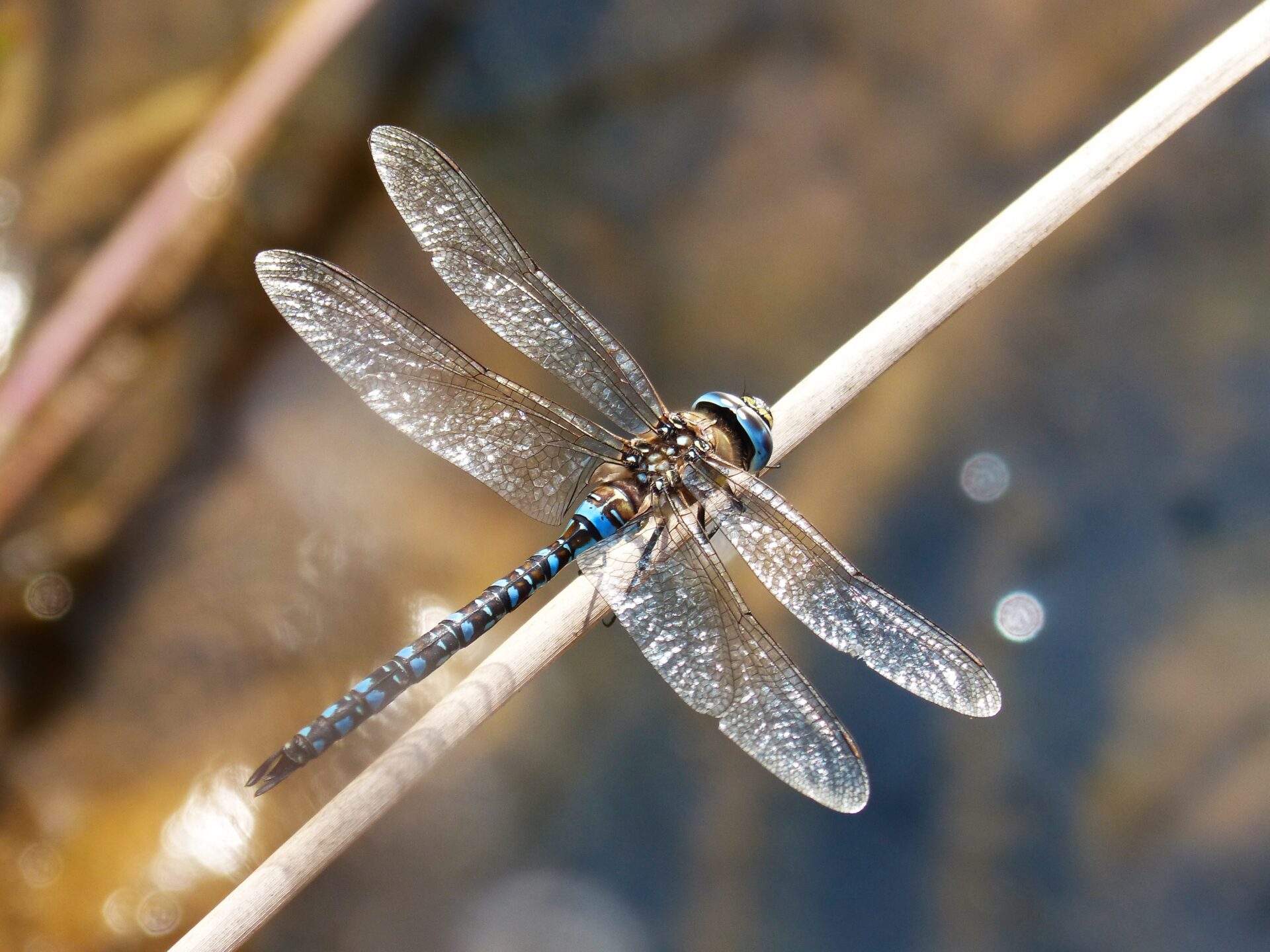 makamuki0-dragonfly-1791319