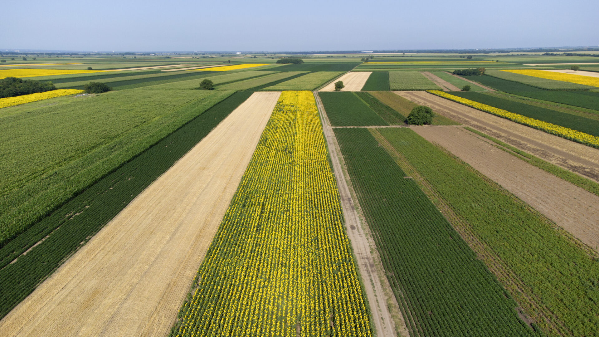 blooming sunflower fields in Vojvodina seen from above