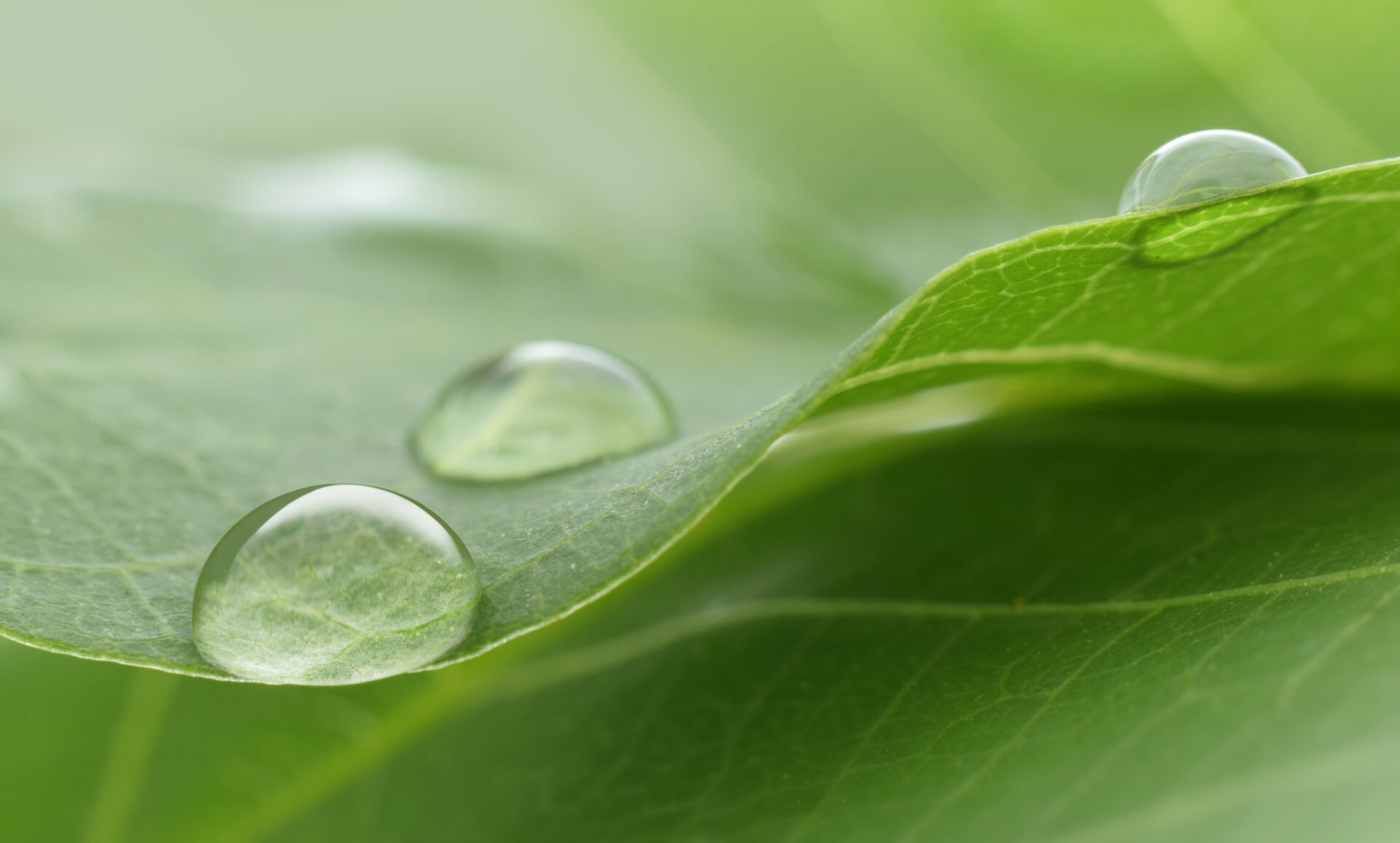 Water drop closed up on green leaf