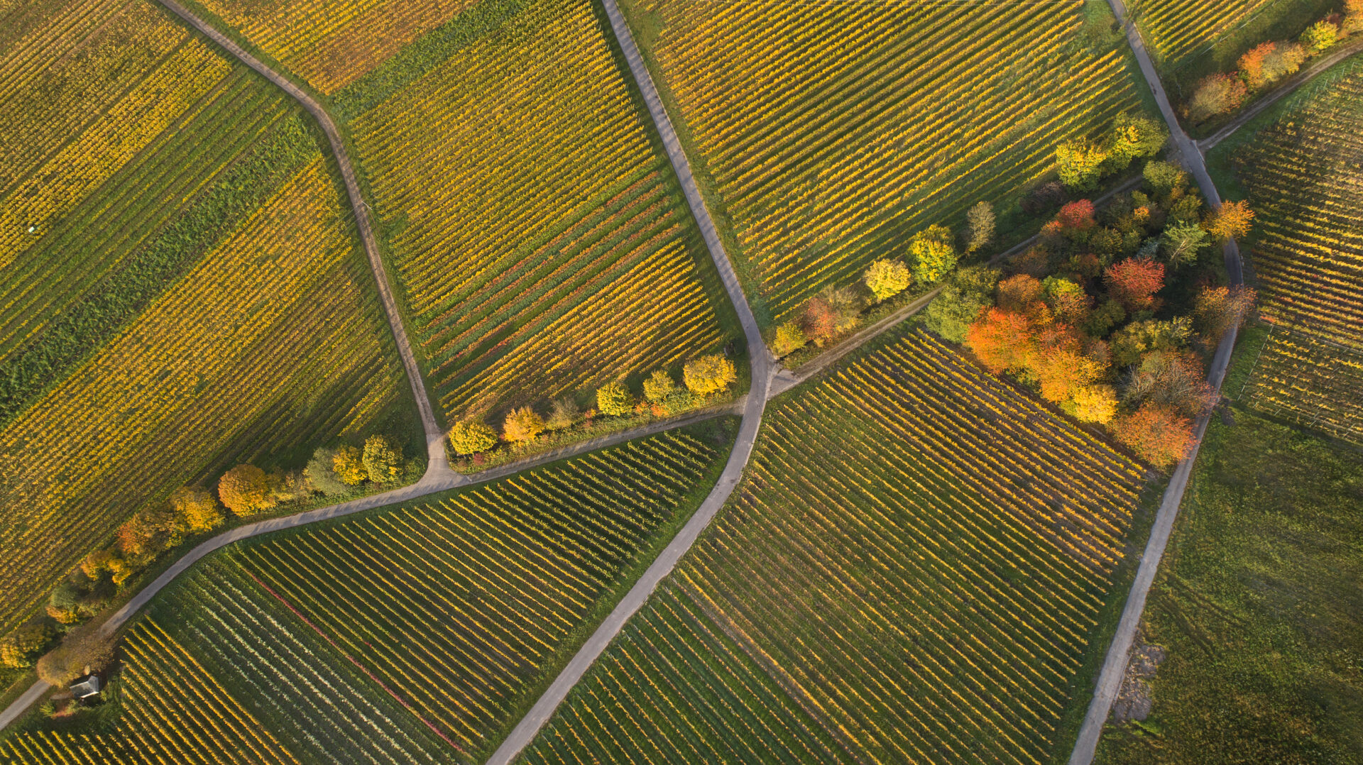 Autumnal vineyards – aerial view